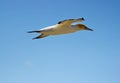 Australasian Gannet in Flight Royalty Free Stock Photo