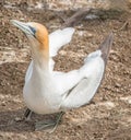 Australasian gannet Royalty Free Stock Photo