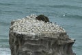 Australasian gannet (Morus serrator) Colony at Muriwai Beach Auckland Royalty Free Stock Photo