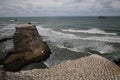 Australasian gannet (Morus serrator) Colony at Muriwai Beach Auckland Royalty Free Stock Photo