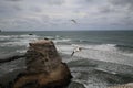 Australasian gannet (Morus serrator) Colony at Muriwai Beach Auckland Royalty Free Stock Photo