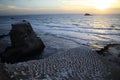 Australasian gannet (Morus serrator) Colony at Muriwai Beach Auckland Royalty Free Stock Photo