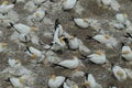 Australasian gannet (Morus serrator) Colony at Muriwai Beach Auckland Royalty Free Stock Photo