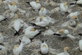 Australasian gannet (Morus serrator) Colony at Muriwai Beach Auckland Royalty Free Stock Photo