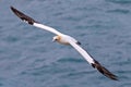 Australasian gannet in flight, New Zealand Royalty Free Stock Photo