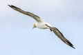 The Australasian Gannet Royalty Free Stock Photo