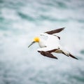 The Australasian Gannet Royalty Free Stock Photo