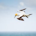 The Australasian Gannet Royalty Free Stock Photo