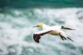 The Australasian Gannet , Muriwai Beach Royalty Free Stock Photo