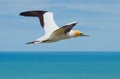 Australasian Gannet, Muriwai Beach, North Island, New Zealand Royalty Free Stock Photo