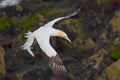 Australasian Gannet, Muriwai Beach, North Island, New Zealand Royalty Free Stock Photo