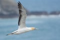 Australasian gannet portrait in flight Royalty Free Stock Photo