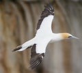 Australasian gannet portrait Royalty Free Stock Photo