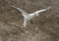 Australasian Gannet taking off Royalty Free Stock Photo