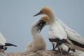 Australasian gannets.