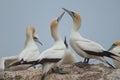 Australasian gannets.