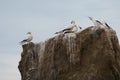 Australasian gannets.