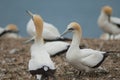 Australasian gannets.