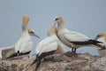 Australasian gannets.