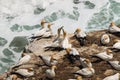 Australasian Gannets in courtship