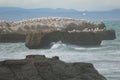 Australasian gannets.