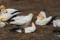 Australasian Gannets, Muriwai Beach, North Island, New Zealand Royalty Free Stock Photo