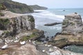 Australasian Gannets, Muriwai Beach, North Island, New Zealand Royalty Free Stock Photo