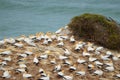 Australasian Gannets, Muriwai Beach, North Island, New Zealand Royalty Free Stock Photo