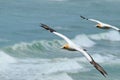 Australasian Gannets, Muriwai Beach, North Island, New Zealand Royalty Free Stock Photo