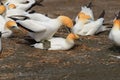 Australasian Gannets, Muriwai Beach, North Island, New Zealand Royalty Free Stock Photo