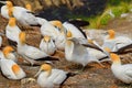 Australasian Gannets, Muriwai Beach, North Island, New Zealand Royalty Free Stock Photo