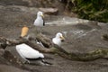 Australasian Gannets, Muriwai Beach, North Island, New Zealand Royalty Free Stock Photo