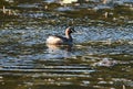 Australasian Grebe