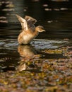 Australasian Grebe flapping its wings