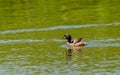 Australasian Grebe Tachybaptus Novaehollandiae