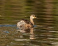 Australasian grebe (Tachybaptus novaehollandiae)