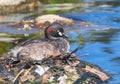 Australasian Grebe