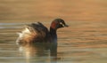 Australasian Grebe