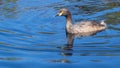 Australasian Grebe