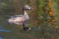 Australasian Grebe