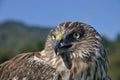 Australasian Harrier Hawk