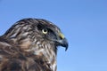 Australasian Harrier Hawk Royalty Free Stock Photo