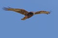 Australasian Harrier hunting Royalty Free Stock Photo