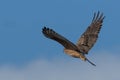 Australasian Harrier hunting Royalty Free Stock Photo