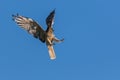 Australasian Harrier hunting Royalty Free Stock Photo