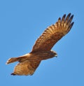 Australasian Harrier hunting Royalty Free Stock Photo