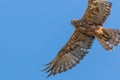 Australasian Harrier hunting Royalty Free Stock Photo