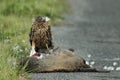 Australasian Harrier Scavenging