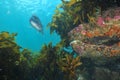 Australasian snapper above rocky reef Royalty Free Stock Photo