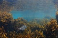 Australasian snapper above seaweeds Royalty Free Stock Photo